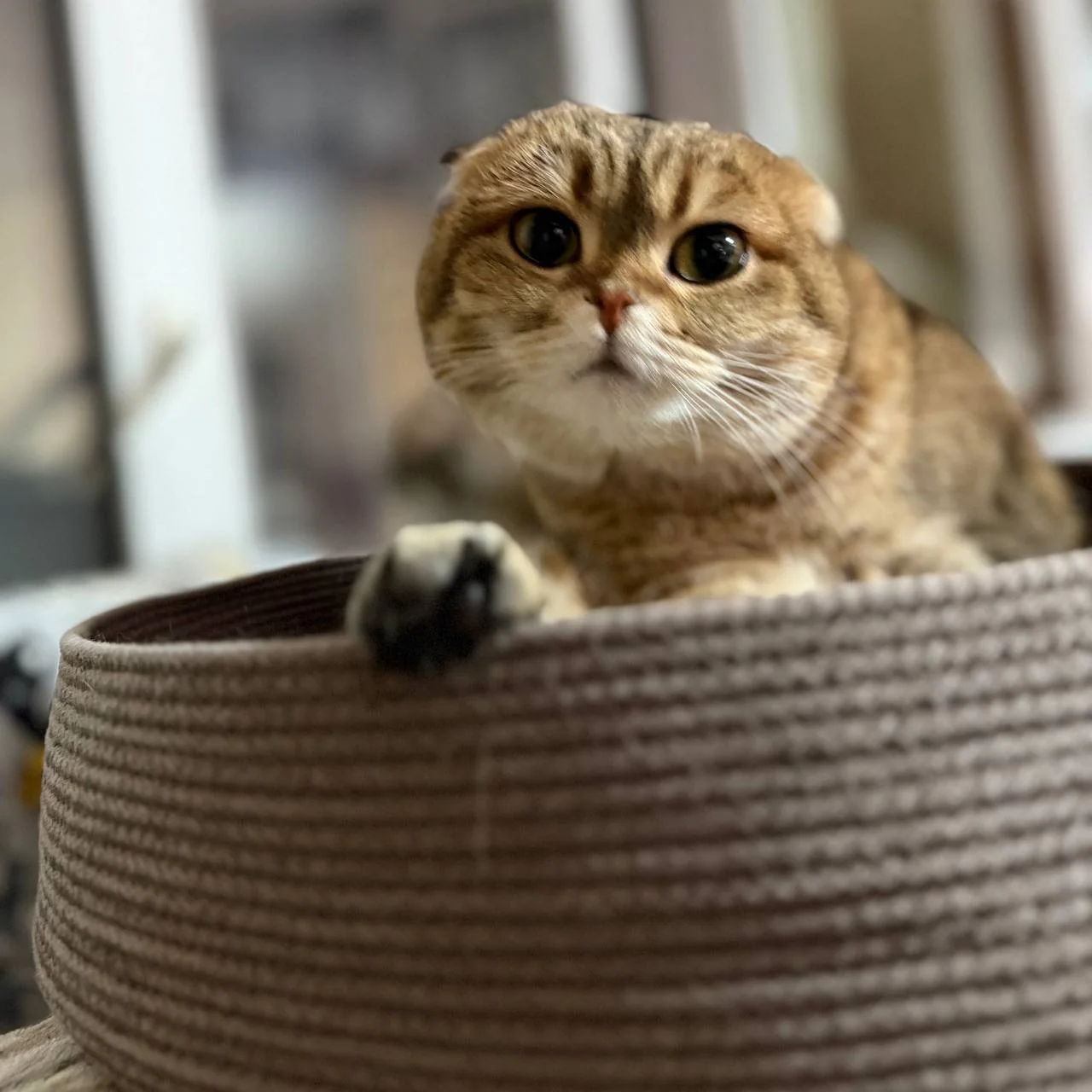 Довольный хвостик PawCraft